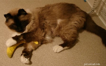 10 Must-Have Gifts to Fill Your Cat’s Christmas Stocking