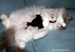 Meet Violet: The Ragdoll of the Week – A Heartwarming Rescue Story