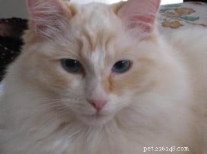Meet Murphy: The Charming Ragdoll of the Week