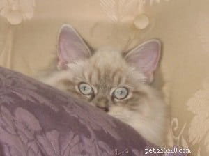 Lily Lu: Maine’s Charming Blue Lynx Colorpoint Cat