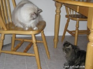 Lily Lu: Maine’s Charming Blue Lynx Colorpoint Cat