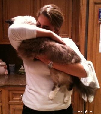 How to Safely Hold Your Cat: Comfortable Techniques for You and Your Feline