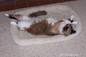 Meet Murphy: The Charming Ragdoll of the Week