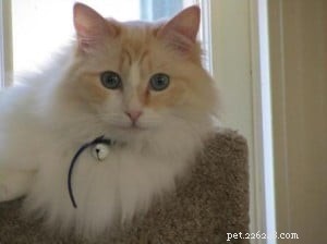 Meet Murphy: The Charming Ragdoll of the Week