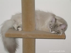 Lily Lu: Maine’s Charming Blue Lynx Colorpoint Cat