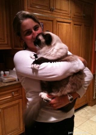 How to Safely Hold Your Cat: Comfortable Techniques for You and Your Feline