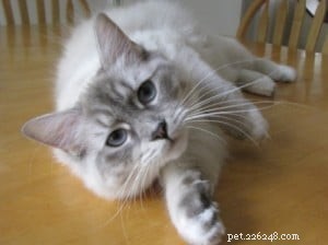Lily Lu: Maine’s Charming Blue Lynx Colorpoint Cat