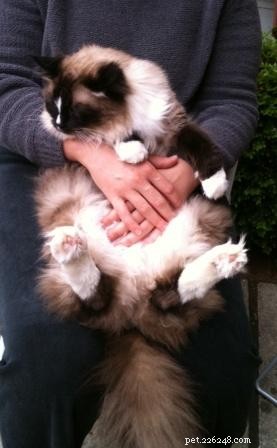 How to Safely Hold Your Cat: Comfortable Techniques for You and Your Feline