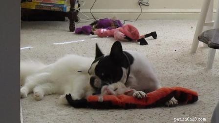 Meet Murphy: The Charming Ragdoll of the Week