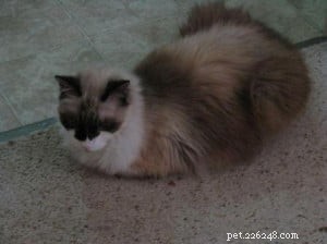 Meet Murphy: The Charming Ragdoll of the Week