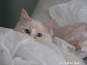 Meet Murphy: The Charming Ragdoll of the Week