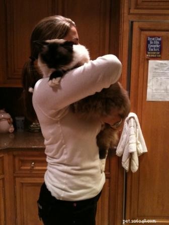 How to Safely Hold Your Cat: Comfortable Techniques for You and Your Feline