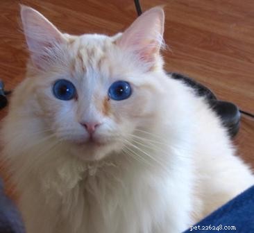 Meet Murphy: The Charming Ragdoll of the Week