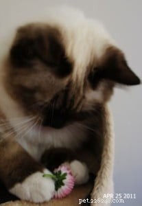 Inkie the Ragdoll: A Heartwarming Journey to a Loving Forever Home
