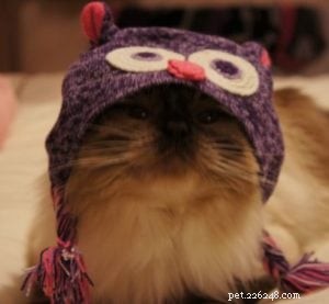 Inkie the Ragdoll: A Heartwarming Journey to a Loving Forever Home