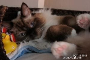 Inkie the Ragdoll: A Heartwarming Journey to a Loving Forever Home