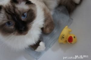 Inkie the Ragdoll: A Heartwarming Journey to a Loving Forever Home