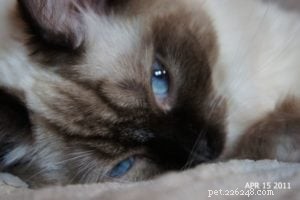 Inkie the Ragdoll: A Heartwarming Journey to a Loving Forever Home