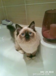 Inkie the Ragdoll: A Heartwarming Journey to a Loving Forever Home