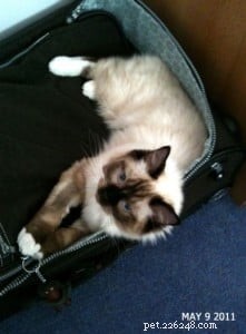 Inkie the Ragdoll: A Heartwarming Journey to a Loving Forever Home