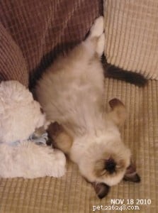 Inkie the Ragdoll: A Heartwarming Journey to a Loving Forever Home