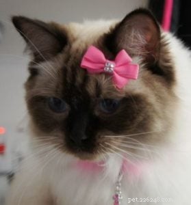 Inkie the Ragdoll: A Heartwarming Journey to a Loving Forever Home