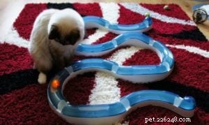 Inkie the Ragdoll: A Heartwarming Journey to a Loving Forever Home