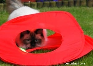 Inkie the Ragdoll: A Heartwarming Journey to a Loving Forever Home