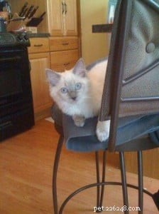 Meet Freya: Blue-Point Ragdoll Featured as Ragdoll of the Week