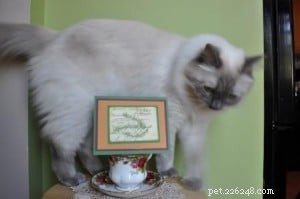 Meet Freya: Blue-Point Ragdoll Featured as Ragdoll of the Week