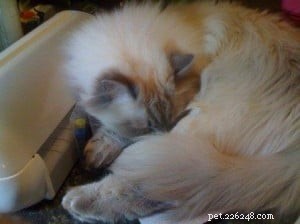 Meet Freya: Blue-Point Ragdoll Featured as Ragdoll of the Week