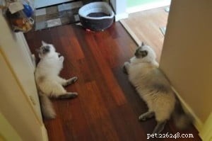 Meet Freya: Blue-Point Ragdoll Featured as Ragdoll of the Week