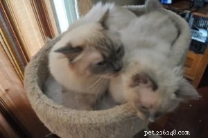 Meet Freya: Blue-Point Ragdoll Featured as Ragdoll of the Week