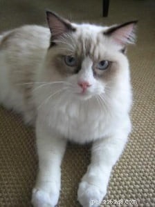 Macadamia (Macky) – Meet Singapore’s Adorable Ragdoll of the Week