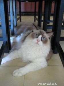 Macadamia (Macky) – Meet Singapore’s Adorable Ragdoll of the Week