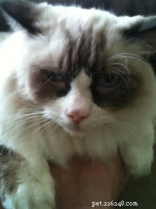 Macadamia (Macky) – Meet Singapore’s Adorable Ragdoll of the Week