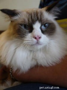 Macadamia (Macky) – Meet Singapore’s Adorable Ragdoll of the Week