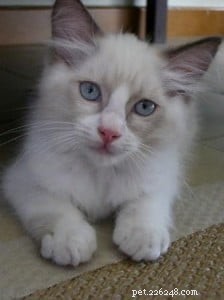 Macadamia (Macky) – Meet Singapore’s Adorable Ragdoll of the Week