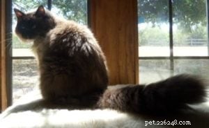 Featured Ragdoll of the Week: Meet Kaluha