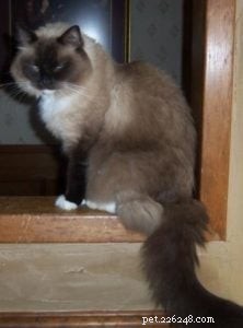 Featured Ragdoll of the Week: Meet Kaluha
