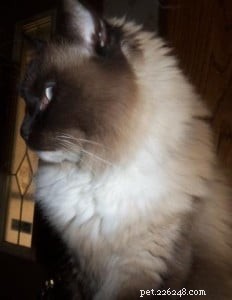 Featured Ragdoll of the Week: Meet Kaluha