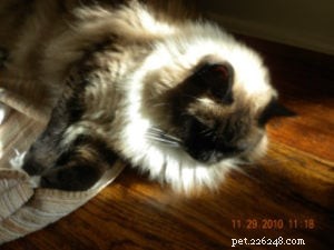 Featured Ragdoll of the Week: Meet Kaluha