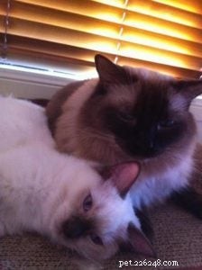 Meet Enzo: Our Adorable Seal‑Point Ragdoll of the Week