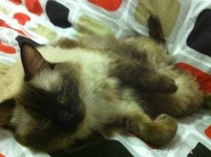 Meet Enzo: Our Adorable Seal‑Point Ragdoll of the Week