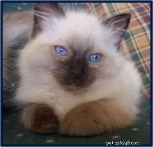 Meet Enzo: Our Adorable Seal‑Point Ragdoll of the Week