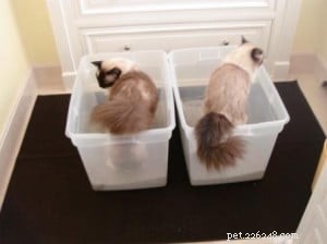 When Cats Pee Everywhere: The Unexpected Redecorating Project of Caymus & Murphy Dean