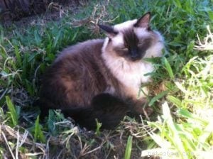 Meet Enzo: Our Adorable Seal‑Point Ragdoll of the Week