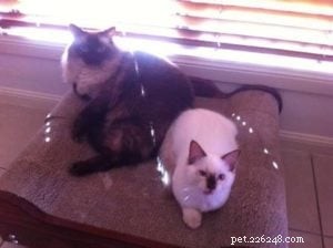 Meet Enzo: Our Adorable Seal‑Point Ragdoll of the Week