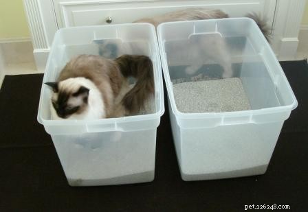 When Cats Pee Everywhere: The Unexpected Redecorating Project of Caymus & Murphy Dean