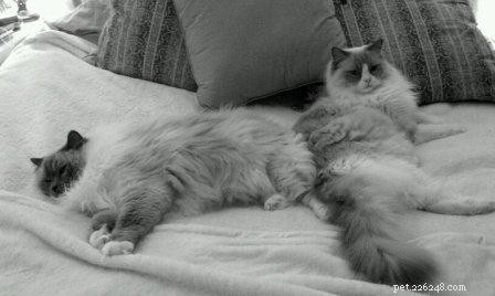 Meet Charlie: The Adorable Ragdoll of the Week